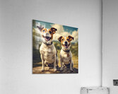 JACKS ARE WILD Acrylic Print