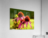 Summer Cone Flowers Acrylic Print