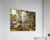 Sunlights Singing Pine Tree in the Scottish Highlands Acrylic Print