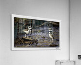 Baby Killdeers in the Wetlands  Acrylic Print