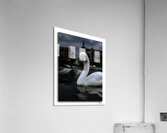 Coy Swiss Swan  Acrylic Print