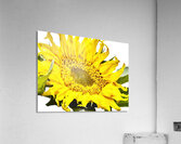 Artistic Flower Acrylic Print