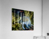 Octopus garden  Acrylic Print