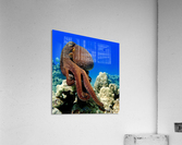 Boss... portrait of red day octopus  Acrylic Print