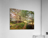 Forest Trail Through The Scottish Highlands Acrylic Print