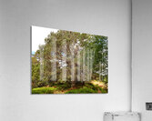 Scottish Highlands Summer Woodland Trail Acrylic Print