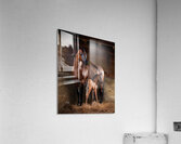 Old Barn Collection Mare and Foal Acrylic Print
