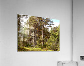 Scottish Highlands Pine Woodland  Acrylic Print