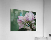  Spring Apple Blossoms                                                                                                                     Acrylic Print