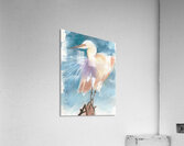 An Egret facing the wind  Acrylic Print