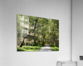  Birch Forest Path In The Scottish Highlands                                                                                                                     Acrylic Print