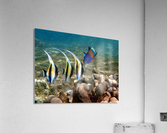 A school in session. juvenile moorish idol Acrylic Print