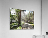A Forest Walk Through The Scottish Highlands                                                                                                                      Acrylic Print
