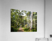  May Trail Through The Scottish Highlands                                                                                                                      Acrylic Print