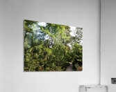  Springs Song in the Scottish Highlands                                                                                                                      Acrylic Print