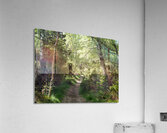 Scottish Highlands Forest Spring Song                                                                                                 Acrylic Print