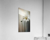 Silent Bloom 2 Acrylic Print