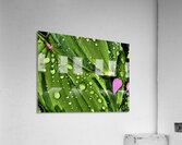 After The Rain Acrylic Print