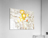  Abstract Primroses                                                                                                                     Acrylic Print