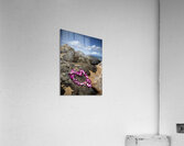 Live Aloha Acrylic Print