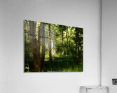 Springs Forest Light in the Scottish Highlands  Acrylic Print