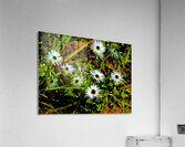  Abstract Daises                                                                                                                      Acrylic Print