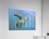 Flying. A green sea turtle  Acrylic Print