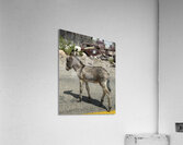 Baby donkey Acrylic Print