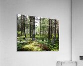 Scottish Highlands Spring Forest Morning                                                                                                                      Acrylic Print