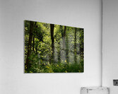 Woodland Sunlight in the Scottish Highlands Acrylic Print