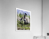  Look at me Ma  Acrylic Print