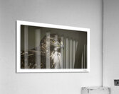 Young Gaze  Acrylic Print