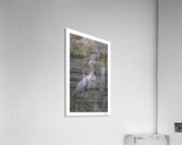 Great Blue Formation  Acrylic Print