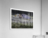 Snacking Great Blue  Acrylic Print