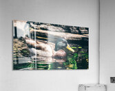 Mallard In The Pond Acrylic Print