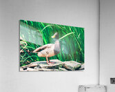 Curious Mallard Acrylic Print