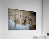 Goslings - A Quiet Moment by the Stream  Acrylic Print