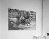 The Stillness of Nature: Gosling and Water Ripples   Acrylic Print