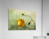The Poppy Acrylic Print