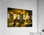 The Sunflower Acrylic Print