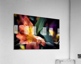Flowers Acrylic Print