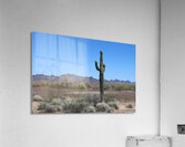 Saguaro desert scene  Acrylic Print