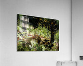 Scottish Highlands Pine and Ferns                                                                                                                      Acrylic Print