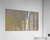 Red-tailed Hawk in Birch Acrylic Print