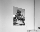 Joshua Tree  Acrylic Print