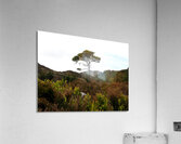  Lone Sentinel in the Scottish Highlands                                                                                                                     Acrylic Print