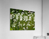 Where the Flowers Grow in the Scottish Highlands                                                                                                                      Acrylic Print