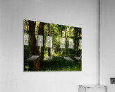 Springs Forest Light in the Scottish Highlands  Acrylic Print