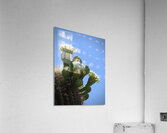 Saguaro Blossom  Acrylic Print