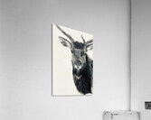 IMG 3042 Acrylic Print